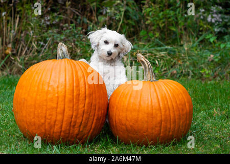 Small white dog posing with two big pumpkins in the grass Stock Photo