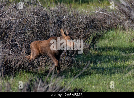 A Newborn Baby Moose Calf Running to Catch Up with Its Mother in a Mountain Meadow Stock Photo