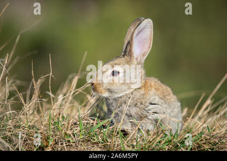 Rabbit hare while looking at you on grass background Stock Photo