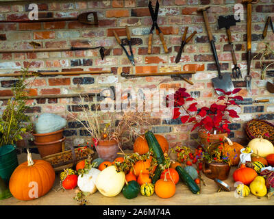 A greenhouse display of the many types of Pumpkin grown  in Helmsley Walled Garden North Yorkshire with old garden tolls displayed on the wall behind Stock Photo