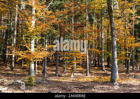Colorful Beech trees (Fagus Sylvatica) and Douglas Firs (pseudotsuga menziesii) in a forest in autumn / fall with yellow and orange leaves, Austria