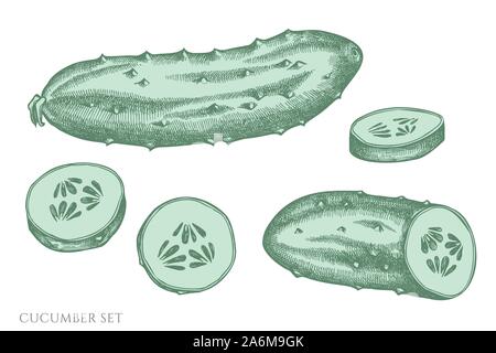 Vector set of hand drawn pastel cucumber stock illustration Stock Vector