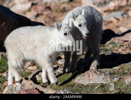 Adorable Mountain Goat Kid Siblings in the Colorado Rocky Mountains Stock Photo