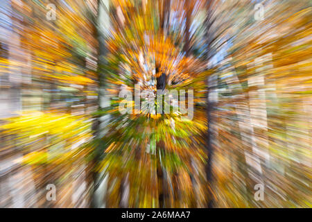 An abstract twist zoom blurred image of deciduous common beech trees in autumn / fall with colourful yellow and orange leaves in Austria, Europe Stock Photo
