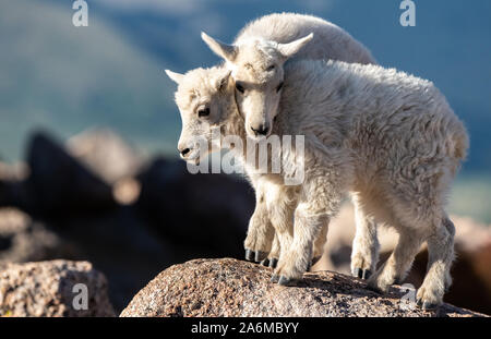 Adorable Mountain Goat Kid Siblings in the Colorado Rocky Mountains Stock Photo