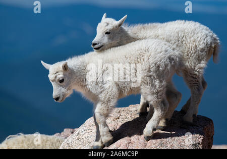 Adorable Mountain Goat Kid Siblings in the Colorado Rocky Mountains Stock Photo