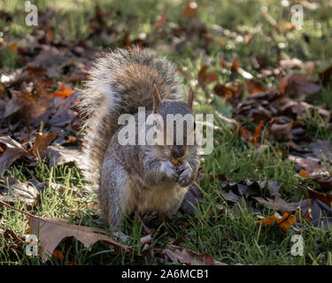Squirrel Eating in Hyde Park London Stock Photo