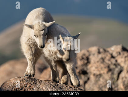 Adorable Mountain Goat Kid Siblings in the Colorado Rocky Mountains Stock Photo