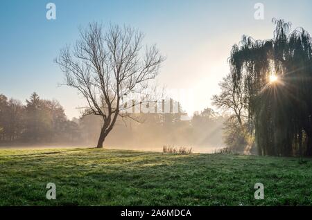 Beautiful colorful morning landscape. Lonely tree in the park illuminated by the morning sun. Stock Photo