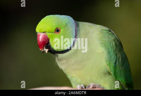 Bird Eating, Ring Necked Parakeet, Rose Ringed Parakeet Stock Photo