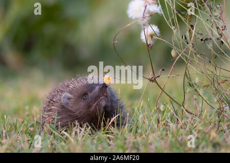 Hedgehog. Northern white-breasted hedgehog - Erinaceus roumanicus Stock Photo