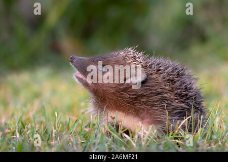 Hedgehog. Northern white-breasted hedgehog - Erinaceus roumanicus Stock Photo