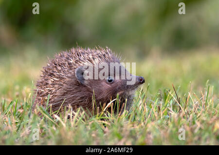 Hedgehog. Northern white-breasted hedgehog - Erinaceus roumanicus Stock Photo