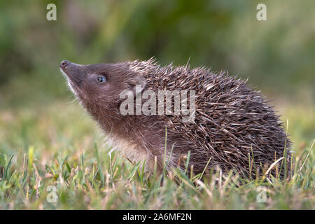 Hedgehog. Northern white-breasted hedgehog - Erinaceus roumanicus Stock Photo