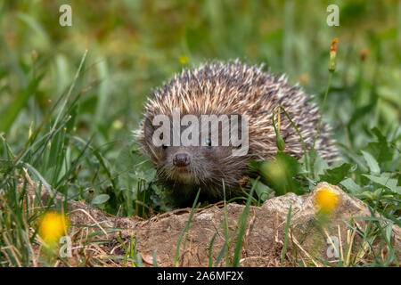 Hedgehog. Northern white-breasted hedgehog - Erinaceus roumanicus Stock Photo