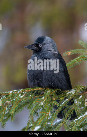 Western jackdaw - Corvus monedula. Also known as the Eurasian jackdaw, European jackdaw, or simply jackdaw Stock Photo