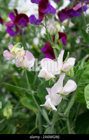 Lathyrus odoratus ‘High Scent’ - Sweet Pea ‘High Scent’ -  Lathyrus odoratus Matucana - July Stock Photo