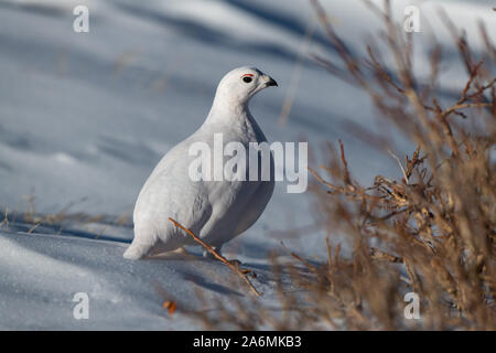 A White-tailed Ptarmigan Hiding in Plain Sight Stock Photo