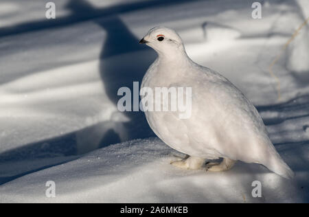 A White-tailed Ptarmigan Hiding in Plain Sight Stock Photo