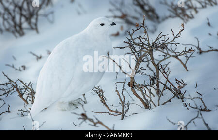 A White-tailed Ptarmigan Hiding in Plain Sight Stock Photo