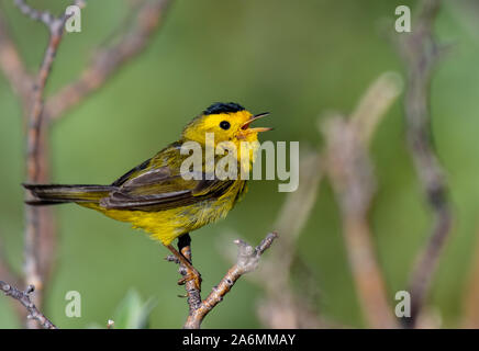 A Beautiful Wilson's Warbler Singing on a Spring Morning Stock Photo