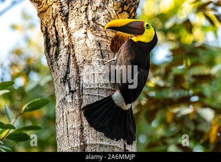 A Yellow-throated Toucan and its Giant Beak Stock Photo