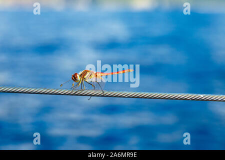 Dragonfly sitting on a steel wire Stock Photo
