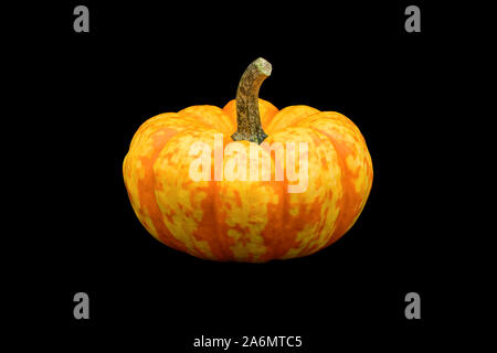 A single mini pumpkin isolated on black background. Stock Photo