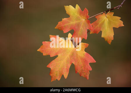 Maple leaves turning in the fall season, Utah Stock Photo