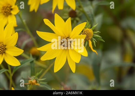 Giant Sunflower in Bloom in Autumn Stock Photo