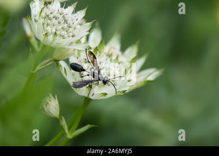 Grass Carrying Wasp on Great Masterwort Flowers in Springtime Stock Photo