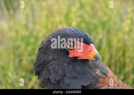 The Bateleur (Terathopius ecaudatus) is a medium-sized eagle in the bird family Accipitridae, common in the open savanna country in Sub-Saharan Africa. It nests in trees, laying a single egg which is incubated by the female for 42 to 43 days, with a further 90 to 125 days until fledging. Bateleurs pair for life and will use the same nest for a number of years. The eagle hunts over a territory of 250 square miles a day. The prey of this raptor is mostly birds, including pigeons and sand grouse, and also small mammals. 08/03/09. Gauteng, South Africa.. Stock Photo