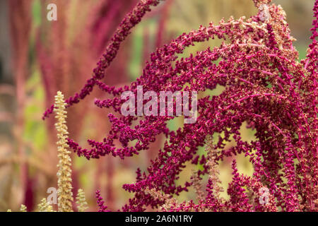 Smooth Amaranth Inflorescence in Summer Stock Photo