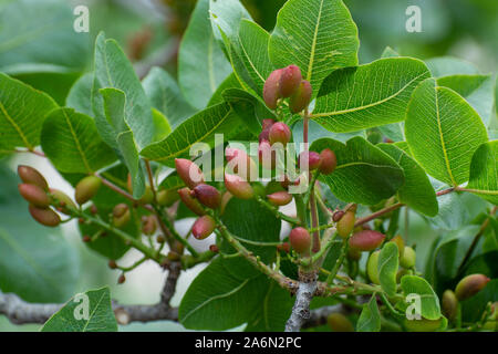 Cultivation of important ingredient of Italian cuisine, plantation of pistachio trees with ripening pistachio nuts near Bronte, located on slopes of M Stock Photo