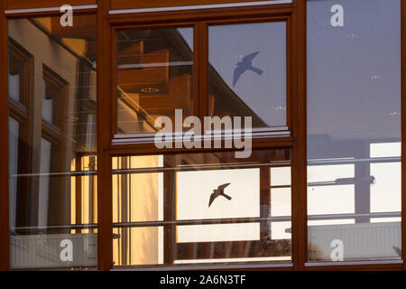Bird strike deterrent anti-collision stickers on window of Sopron University building, Sopron, Hungary Stock Photo
