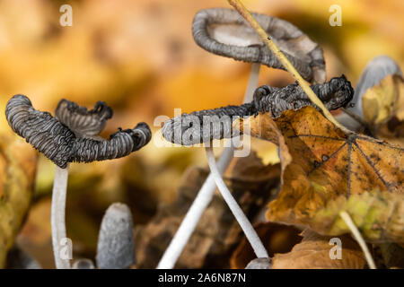 Hare's Foot Inkcap Mushroom in Autumn Stock Photo