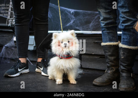 London, UK. 27th Oct, 2019. Dog lovers came together in Hampstead Heath in London for a Halloween dog extravaganza, organised by All Dogs Matter. Dogs competed for the Spookiest Dog award. (Photo by Laura Chiesa/Pacific Press) Credit: Pacific Press Agency/Alamy Live News Stock Photo