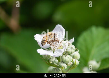 Honeybee on Blackberry Flower in Springtime Stock Photo