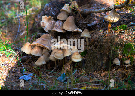 Inocybe mushrooms, grown on a larch stump. Stock Photo