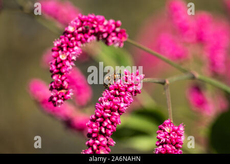 Honeybee On Kiss Me Over The Garden Gate Flowers Stock Photo