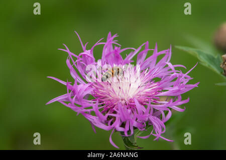 Honeybee on Persian Cornflower in Springtime Stock Photo