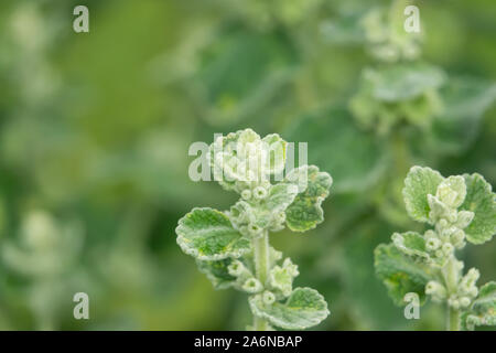 Horehound Flower Buds in Springtime Stock Photo