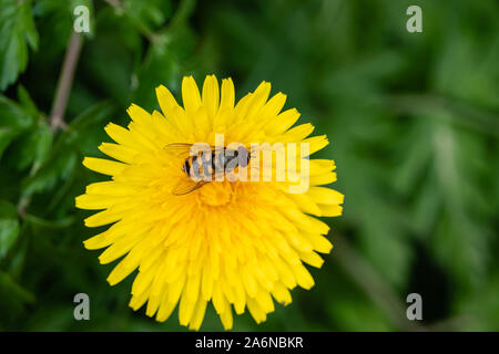 Hoverfly on Dandelion Flower in Springtime Stock Photo