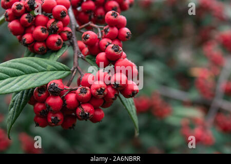 Hylmo's Cotoneaster Fruits in Winter Stock Photo