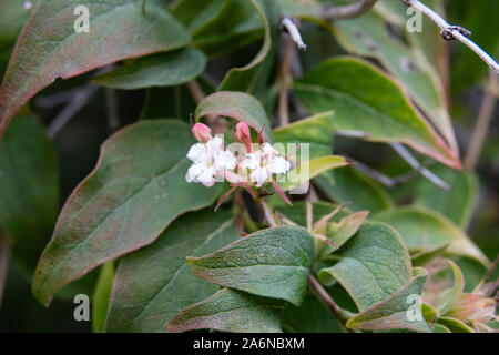 Indian Abelia Flowers in Bloom Stock Photo