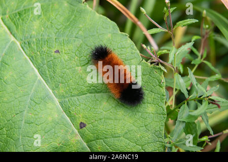 Isabella Tiger Moth Caterpillar on Leaf in Summer Stock Photo