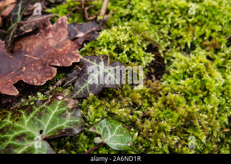 Ivy Leaves on Hypnum Moss in Winter Stock Photo