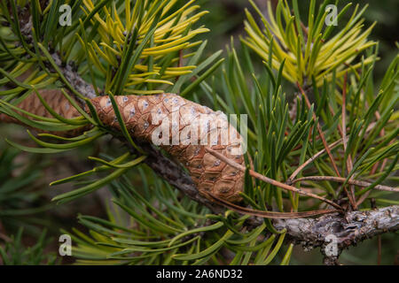 Jack Pine Cone in Winter Stock Photo