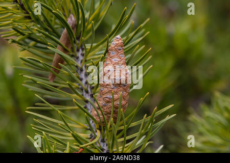 Jack Pine Cone in Winter Stock Photo