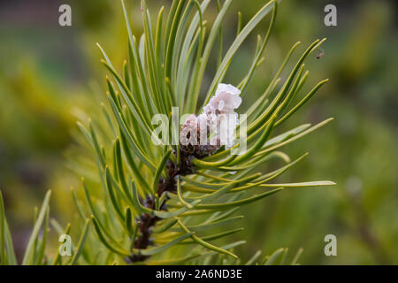 Jack Pine Tree in Winter Stock Photo